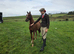Chestnut gelding