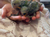 Peach Faced LoveBird Chicks Hand Reared