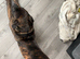 20 month Male Presa Canario