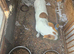 Jack Russell