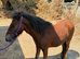 Bay yearling filly