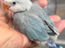 Baby lovebirds