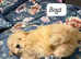 Cockpaoo puppies available now