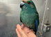 Hand reared baby Kakariki parrot available
