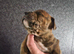 American bull x presa pups