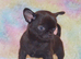 EXTENSIVELY HEALTH TESTED KC REG CHIHUAHUAS