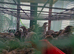 20 Quail Chicks Offheat