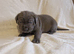 Beautiful chunky pups