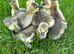 Day old female goslings