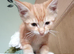 Little ginger tabby/doll face persian