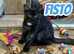 We have 7 LET TWO BOYS STILL AVAILABLE gorgeous Maine coon kittens for re homing