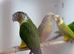 Conure