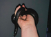Male Mexican Black King Snake