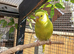Young Budgies Unsexed
