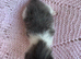 Kittens! ReadyToGO!