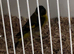 Proven pair of hooded Siskins