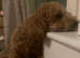 KC reg toy poodle for stud