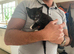 Stunning kittens from Russian Blue / Maine Coon heritage (READY ON JUNE 20th)
