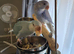 Hand-Reared Indian Blue Cleartail Ringneck