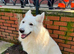Dog de Bordeaux cross white GSD
