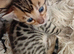 5 beautiful full breed bengal kits