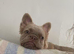 Gorgeous female fluffy frenchie