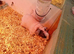 Sow skinny pigs for sale 6 months old and assorted babies ready 14 th November