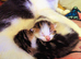 Wanted: Two Human Servants for Life!