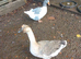 Geese from this year's hatch