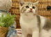 EXCEPTIONAL TICA REG CHAMPION LINE FAWN BICOLOUR GIRL
