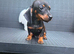 Miniature dachshund