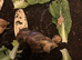 12 healthy baby giant African land snails