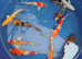 koi carp