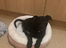 Beautiful puppy for sale