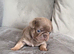 Pug Puppies