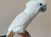 Umbrella cockatoo READY