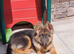 Beautiful blue&tan pup sadly looking for new home