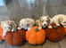 Toy maltiopoo