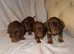 Puppys