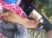 Re home needed for lovely staffy cross