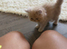 Beautiful ginger Persian kitten