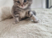 Beautiful British short haired cross kittens for sale