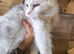 Female maine coon for sale