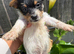 Beautiful  biewer terrier puppy