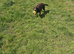 Beautiful Labrador