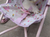 Siberian hypoallergenic kittens