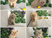 Stunning Blue&Cream Tortie Female for Sale