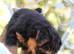 Two little pedigree Welsh Terriers