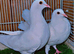 White ready to breed pair