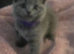 British cats